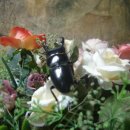 효성화운트빌 이미지