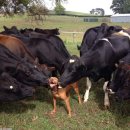 군포사슴목장 이미지