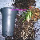 준 소프트 이미지