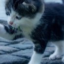 상아 동물메디컬 이미지