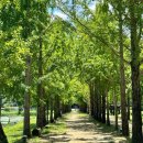 문광면사무소 | [괴산] 충북 단풍명소 문광저수지 은행나무길🌲🍂🌳🍁