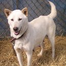 청화오리 이미지