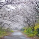 동학사의 벚꽃길과 산세를 뽐내는 자연성릉길 이미지