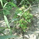 부림2교 이미지