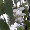 가시나무 꽃 향기 이미지