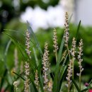 솔잎이슬 이미지