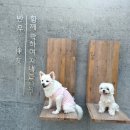 빌라반우 | 춘천 애견 동반 펜션 | 빌라반우 방문 후기