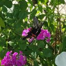 단풍나무펜션 이미지