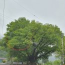 연화산반딧불이캠핑장 이미지