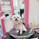 큐티펫살롱 이미지