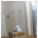 장화신은 고양이 & 강아지 미용 이미지