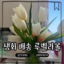 루벨라몰 튤립 집 분위기 바꾼 진주 꽃배달 후기