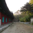 [서울] 조선시대 교육의 중심지이자 늦가을 풍경 맛집, 성균관 나들이 ~~~ (문묘 은행나무, 대성전 은행나무, 숭보사) 이미지