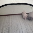 각흘계곡캠핑장 이미지