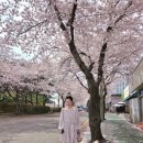 피네FINE | 경주 벚꽃 데이트룩 추천 피네 원피스 후기