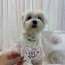 오늘도멍냥 이미지