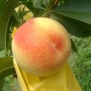 복숭아PC 이미지