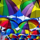 회산백련지 잔디광장 이미지