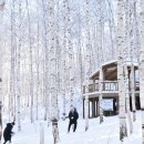 자작나무숲 이미지