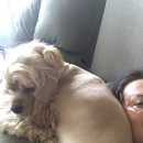 코카 24시 동물병원 이미지