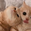 유부부 이미지