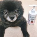 올리라피 이미지