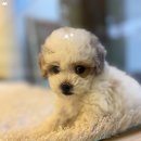 테일러퍼피 이미지