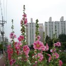 성복천 Daum카페
