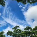 하늘달팽이 이미지