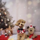 디자인독 이미지