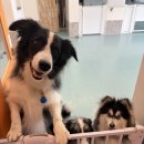 놀러오개 미용센터 | 고양애견호텔 우리 댕댕이의 행복한 하루, 놀러오개 동산점 후기!
