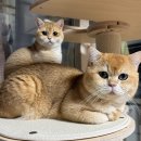 정다운세탁 | [내돈내산] 두냥이 집사의 고충, 고양이털 안 붙는 잠옷 없을까.... - 댄스온더플로어 블랙스트라이프...