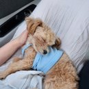 오빵카센터 | 고성 여행 / 바다가 보이는 반려견동반 숙소 더꼬몽 추천 / 베드로횟집 후기