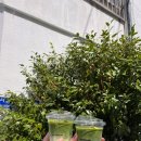 거북찻집 이미지