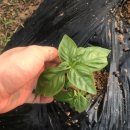 나무네농장 이미지