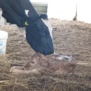 청와대목장 이미지