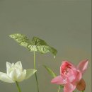 리틀 플라워 이미지