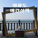 숲길 강아지 이미지