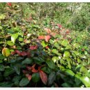 관매마을 이미지