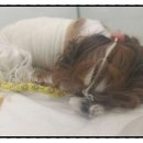 신촌동물병원 이미지