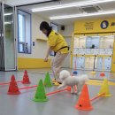 옐레드 애견유치원&애견호텔 대구신월성점 이미지