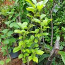 장미슈퍼 이미지