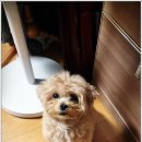 데려가시개 이미지