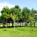 삽교호 호수공원 파크골프장 이미지