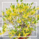 플럼블라썸(Plum Blossom) | 개나리 매화 벚꽃 꽃이름 영어로_금정도서관 가는 길