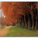 가로수길 이미지