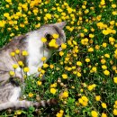 낭만고양이 이미지