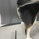 댕그리 펫 살롱 이미지