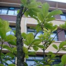 전주우림초등학교 이미지