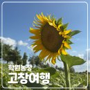 [여행] 전북 고창 여행 학원농장 가을꽃 해바라기 개화현황
